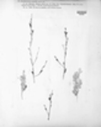 Claviceps purpurea image